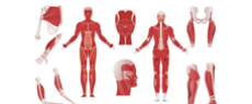 ANAT-ESS.AE1 - Anatomy Essentials image